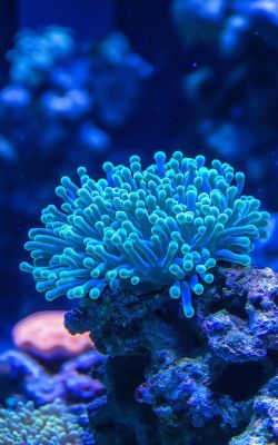 Светящаяся актиния