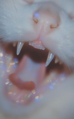 Блестящая пасть