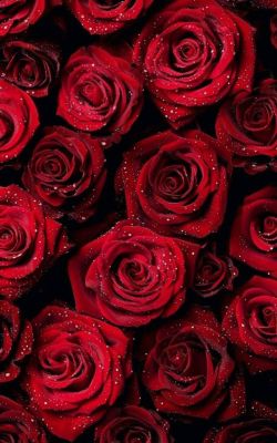 Бутоны красных роз